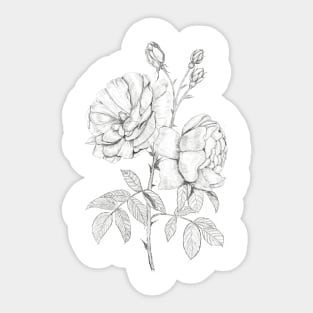 rose sketching Sticker